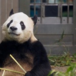 Panda besar di Kebun Binatang Ueno