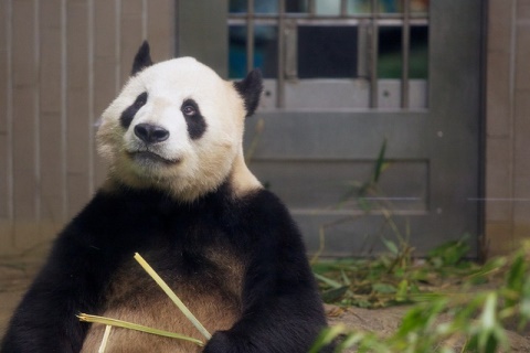 Kebun Binatang Ueno - Info Liburan dan Wisata di Jepang