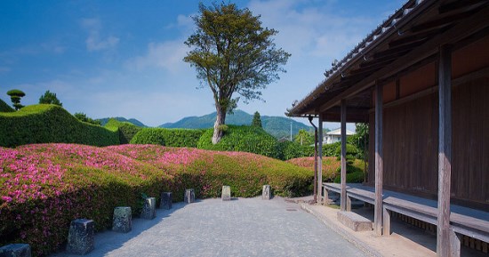 Panorama Kebun di Chiran