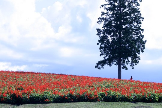 Panorama kebun bunga Tottori Hanakairo