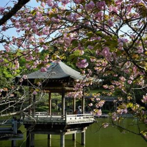 Pemandangan di Kuil Shinsoji Sakura 2020