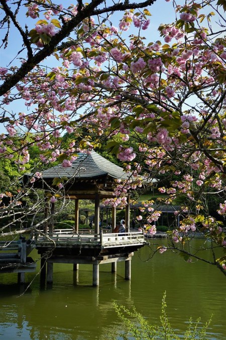 Pemandangan di Kuil Shinsoji Sakura 2020