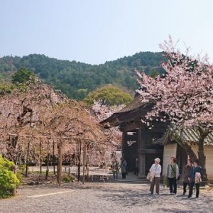 Pemandangan Bishamondo Temple Sakura 2020