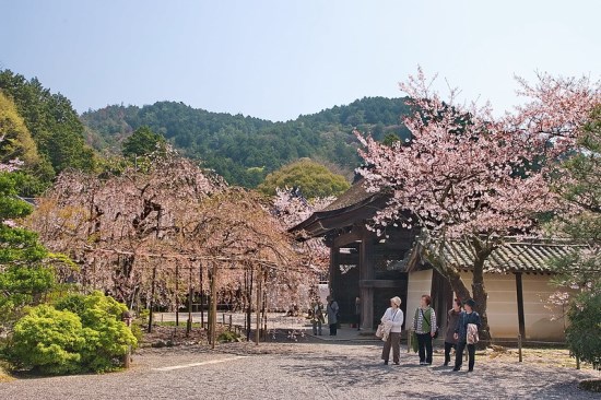 Pemandangan Bishamondo Temple Sakura 2020