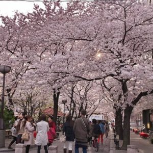 Pemandangan Gion Shirakawa Sakura 2020