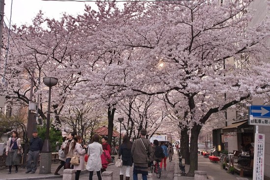 Pemandangan Gion Shirakawa Sakura 2020