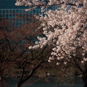 Pemandangan Hamarikyu Garden Sakura 2020