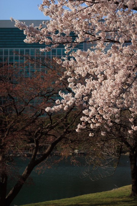 Pemandangan Hamarikyu Garden Sakura 2020