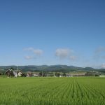 Pemandangan Hamparan Sawah di Biei