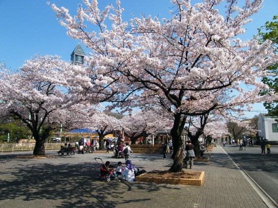 Pemandangan Higashiyama Park Sakura 2020