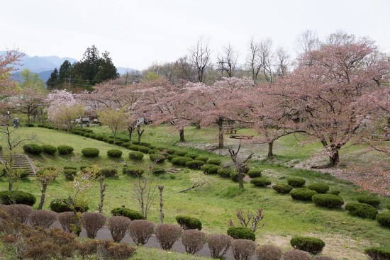 Pemandangan Hitsujiyama Park Sakura 2020