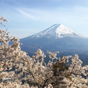 Pemandangan Kawaguchiko Lake Sakura 2020