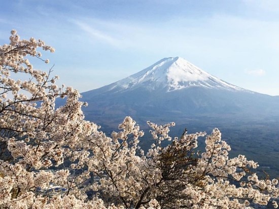 Pemandangan Kawaguchiko Lake Sakura 2020