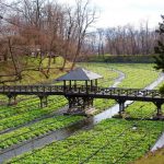 Pemandangan Kebun Wasabi Daio Nagano