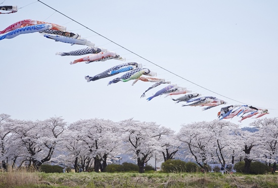 Pemandangan Kitakami Tenshochi Park saat Golden Week