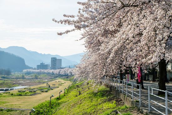 Pemandangan Mamigasaki Sakura di Yamagata
