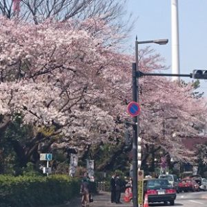 Pemandangan Meiji Jingu Gaien Sakura 2020