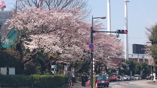 Pemandangan Meiji Jingu Gaien Sakura 2020