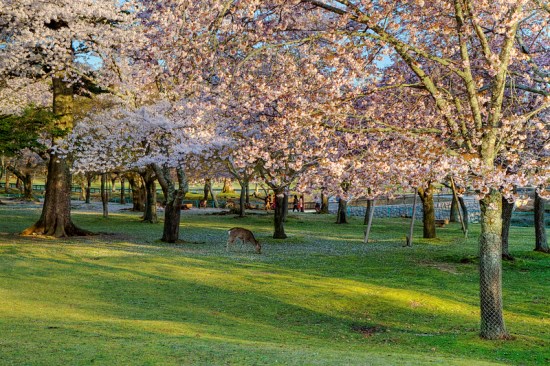 Pemandangan Nara Park Sakura 2020