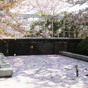 Pemandangan Oji Zoo Sakura 2020