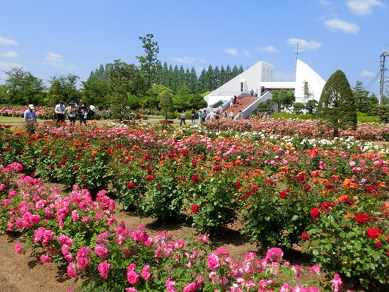 Pemandangan RSK Rose Garden