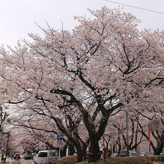 Pemandangan Sagamihara City Hall Sakura 2020