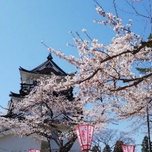 Pemandangan Sakura Yokote Park