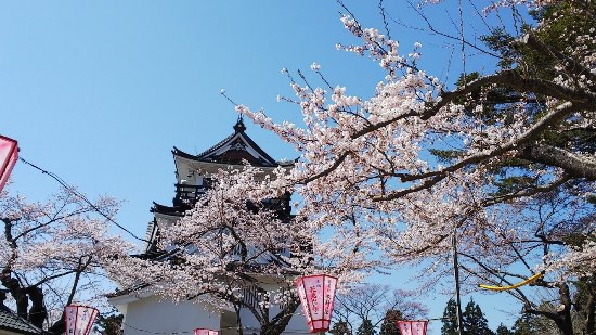Pemandangan Sakura Yokote Park
