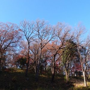 Pemandangan Sayama Park Sakura