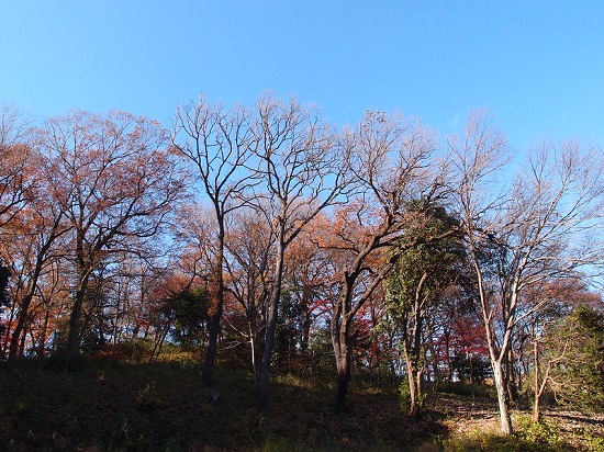 Pemandangan Sayama Park Sakura