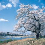 Pemandangan Shiroishi River Sakura