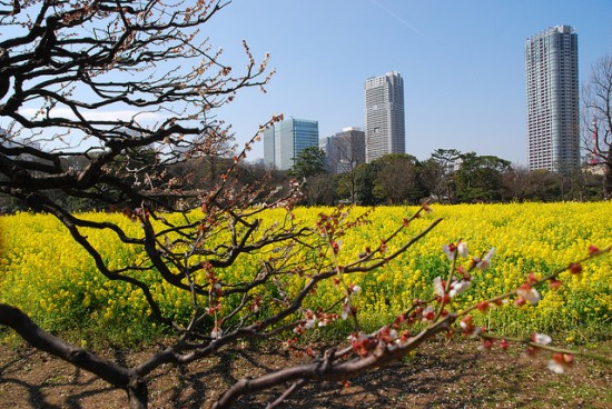 Pemandangan Taman Hama Rikyu di musim panas