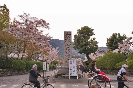 Pemandangan Tenryuji Temple Sakura 2020