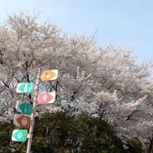 Pemandangan Tobu Zoo Sakura 2020