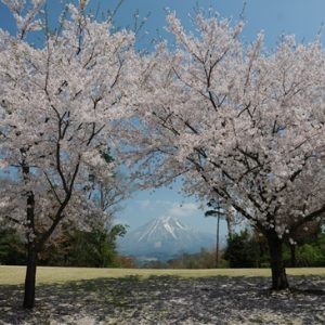 Pemandangan Tottori Hanakairo Sakura 2020