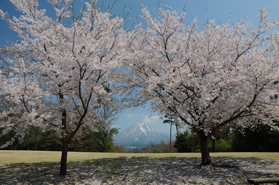 Pemandangan Tottori Hanakairo Sakura 2020