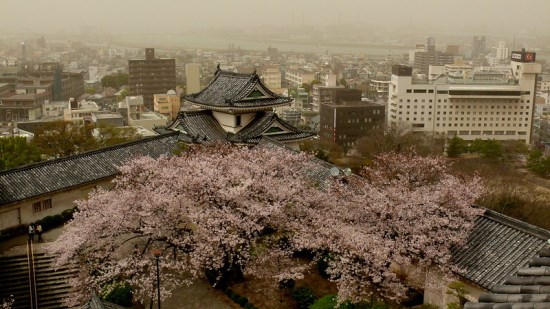 Pemandangan Wakayama Castle Sakura 2020