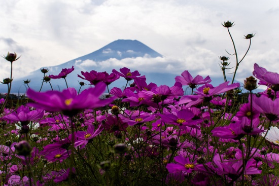 Pemandangan bunga cosmos di Kebun Bunga Hananomiyako