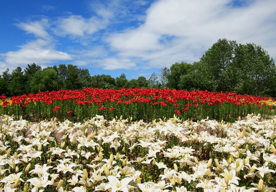 Pemandangan bunga di Sapporo Yurigahara Park