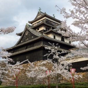 Pemandangan bunga sakura di Kastil Matsue