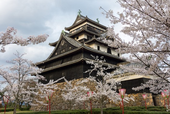Pemandangan bunga sakura di Kastil Matsue