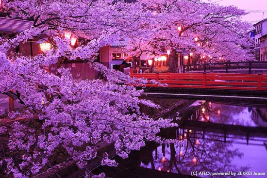Pemandangan bunga sakura di Kinosaki Onsen