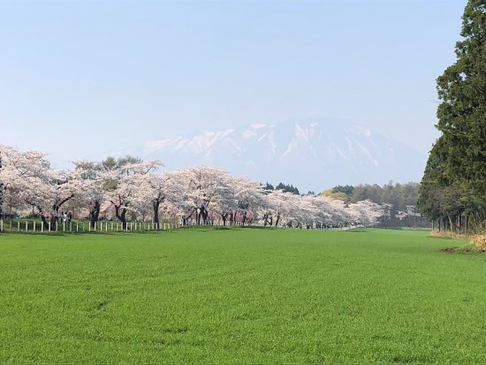 Pemandangan bunga sakura di Koiwai Farm