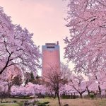Pemandangan bunga sakura di Maebashi Park