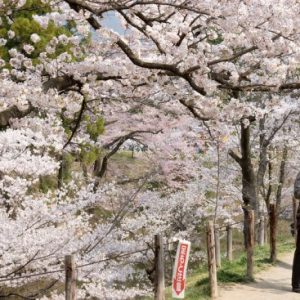 Pemandangan di Ueda Castle Sakura 2020