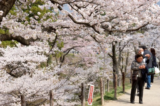 Pemandangan di Ueda Castle Sakura 2020