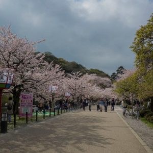 Pemandangan hanami bunga sakura di Kastil Hikone