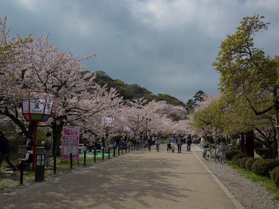 Pemandangan hanami bunga sakura di Kastil Hikone