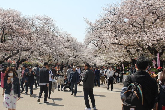 Pemandangan hanami sakura di Ueno Park Sakura 2020