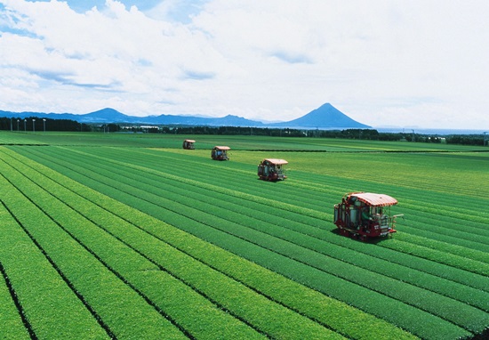 Pemandangan kebun teh di Chiran